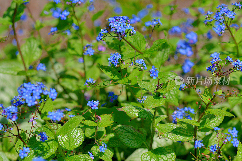 大叶褐花/西伯利亚褐花/大叶褐花/假勿忘我